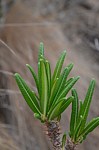 Pachypodium rosulatum PV2823 Befandriana zapadne GPS239 Mad 2015_0727.jpg